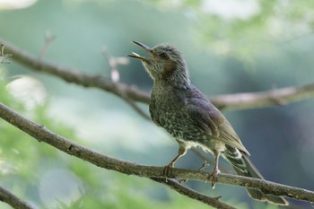 Brown-eared Bulbul 可児市 Thu, 6/30/2022