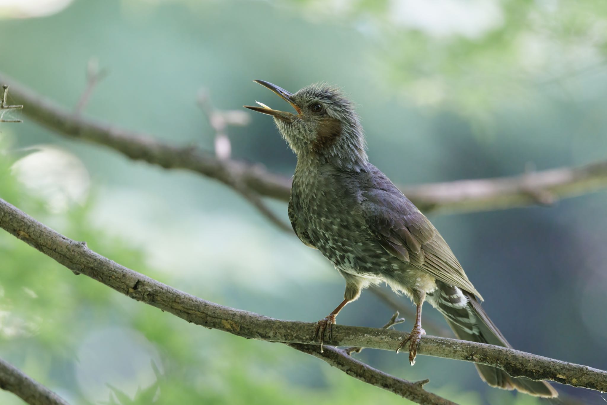 Photo of Brown-eared Bulbul at 可児市 by アカウント5104