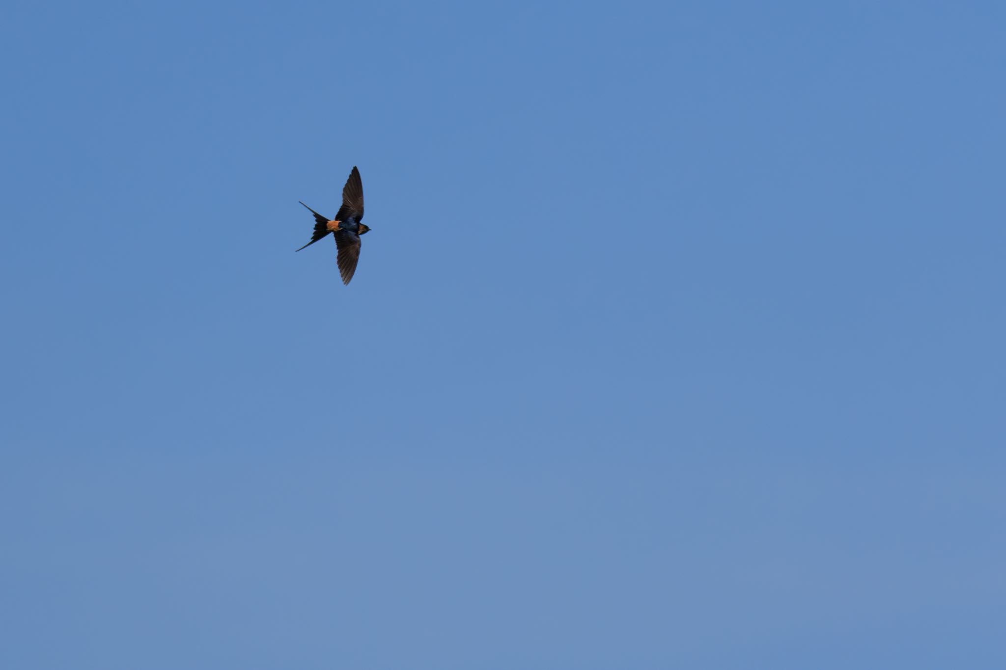 Photo of Red-rumped Swallow at 可児市 by アカウント5104