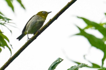 2022年6月30日(木) 福井緑地(札幌市西区)の野鳥観察記録