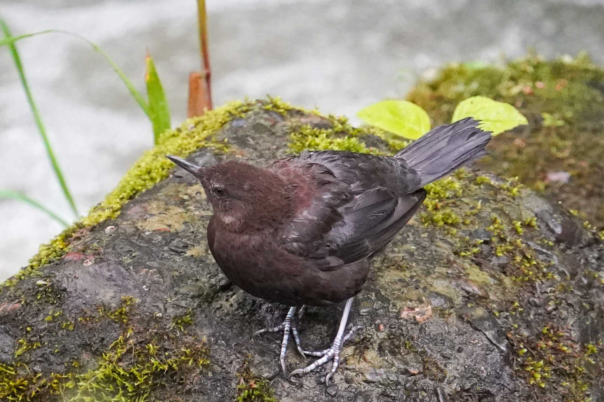 冬以降ここでは姿を消していたカワガラス。今季初撮影。