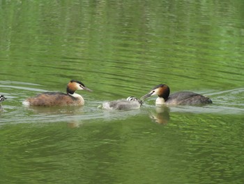 Great Crested Grebe Unknown Spots Fri, 7/31/2015