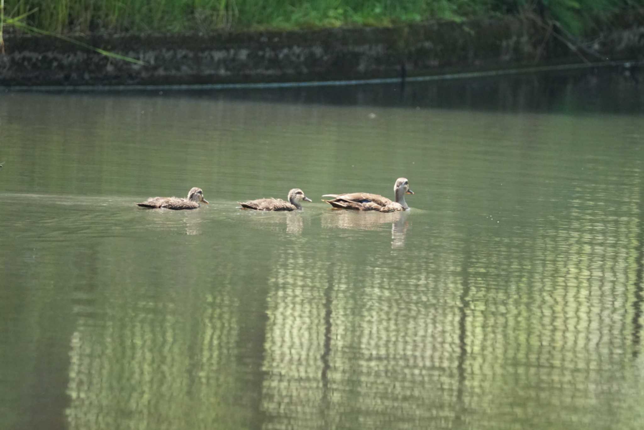 こども自然公園 (大池公園/横浜市) カルガモの写真