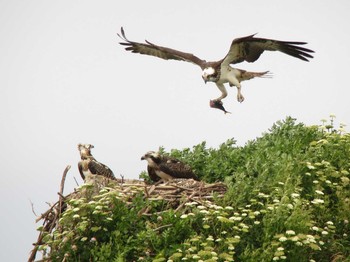 Osprey Unknown Spots Sat, 7/26/2014