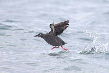 Spectacled Guillemot モユルリ島付近 Mon, 6/27/2022