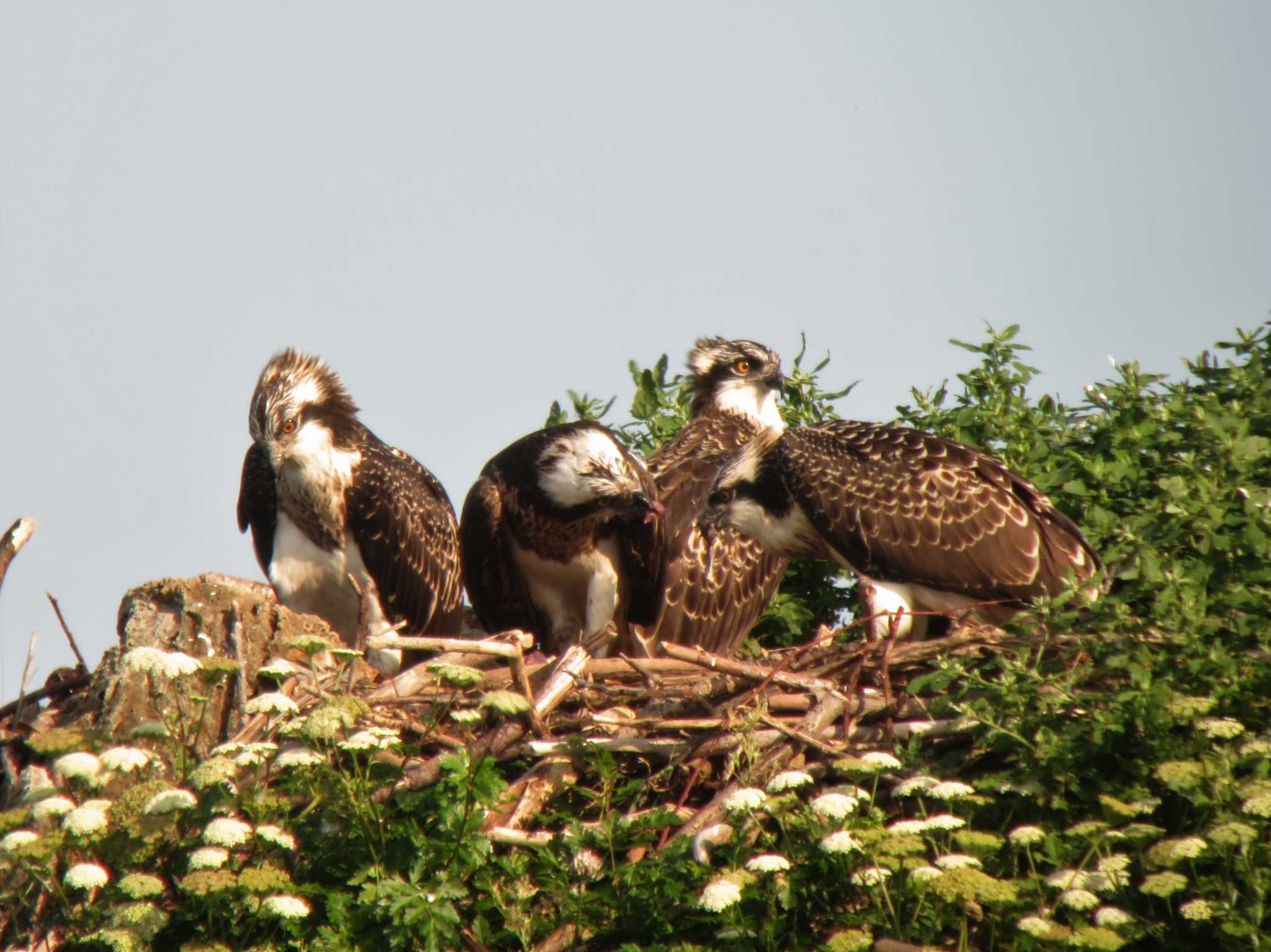 Photo of Osprey at  by みっちー