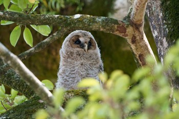 Ural Owl Unknown Spots Wed, 5/18/2022