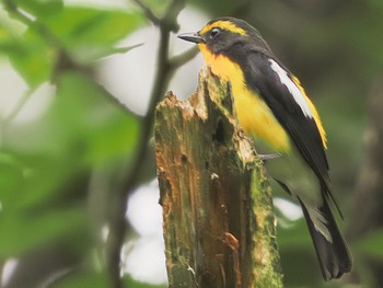 2022年6月11日(土) 舞岡公園の野鳥観察記録