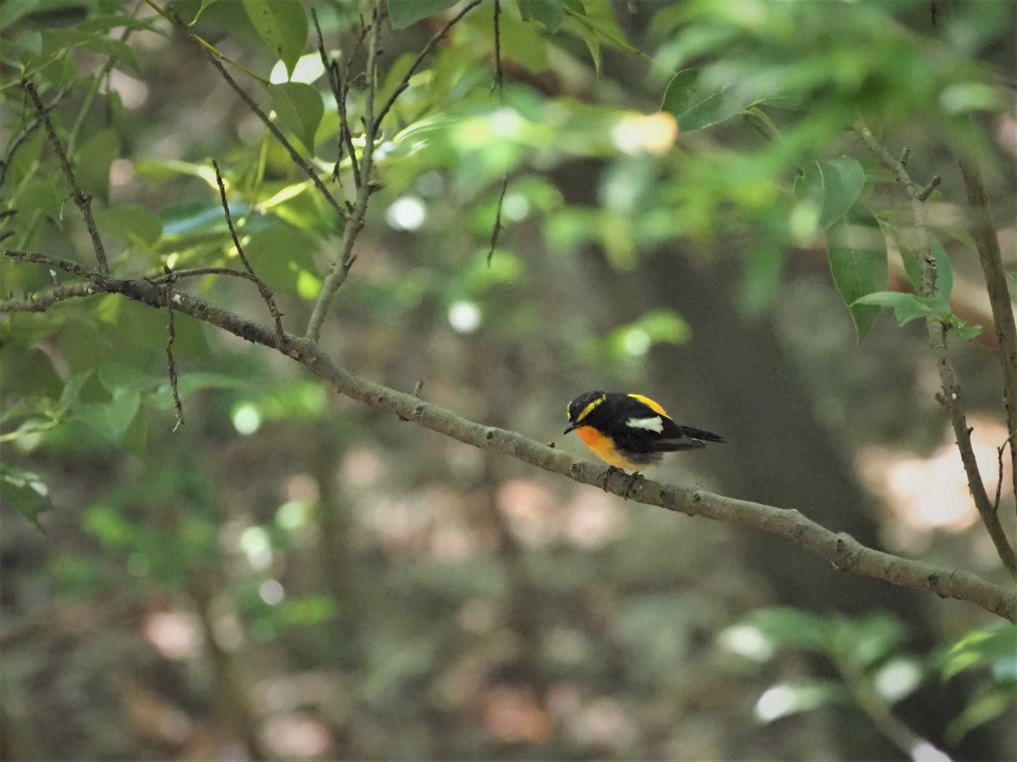 Photo of Narcissus Flycatcher at 姫路市自然観察の森 by しんちゃん