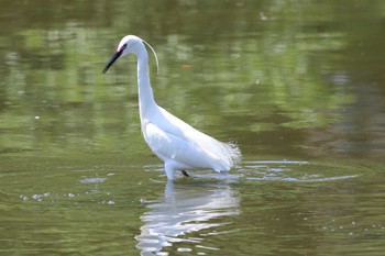 コサギ 鶴見緑地公園 2022年5月3日(火)