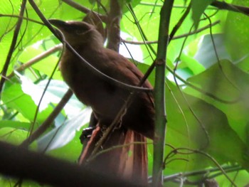 Bay Coucal