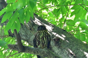 2022年6月30日(木) 横川下原公園の野鳥観察記録