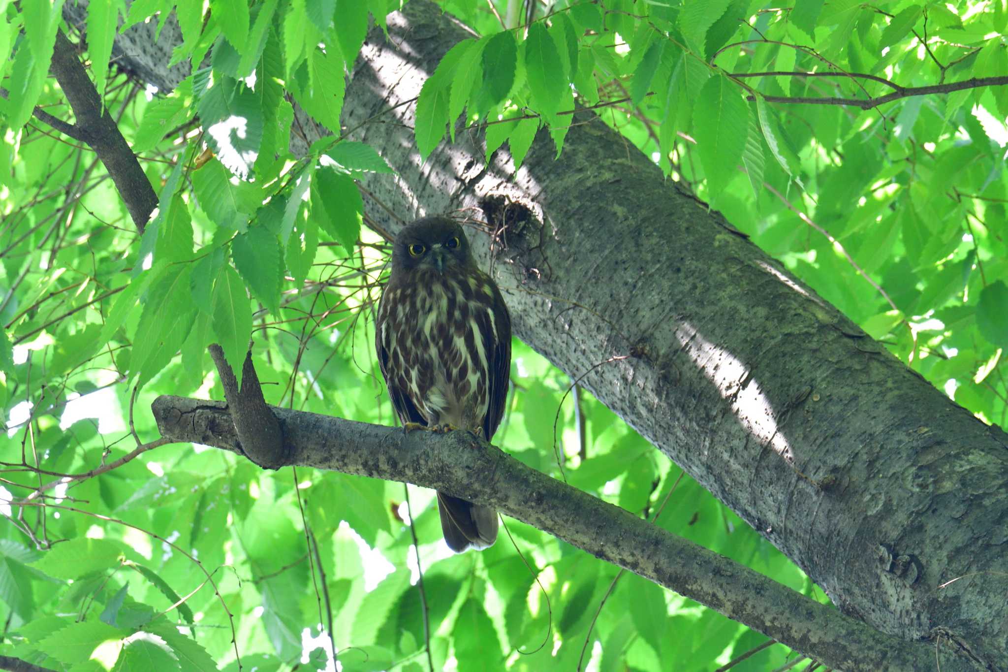 横川下原公園 アオバズクの写真 by やなさん