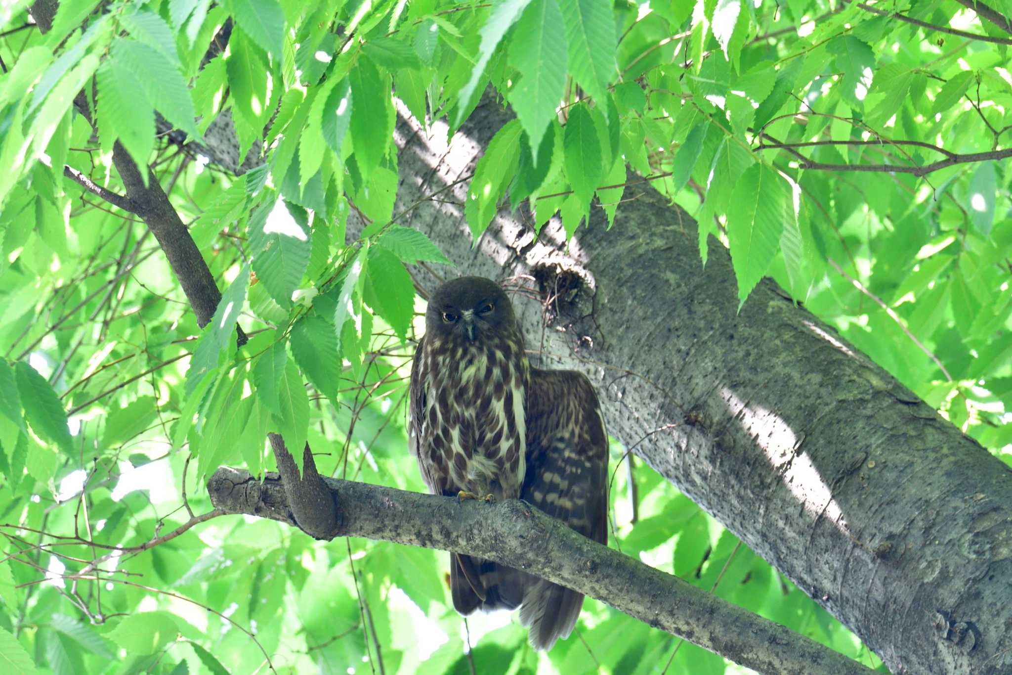 横川下原公園 アオバズクの写真 by やなさん