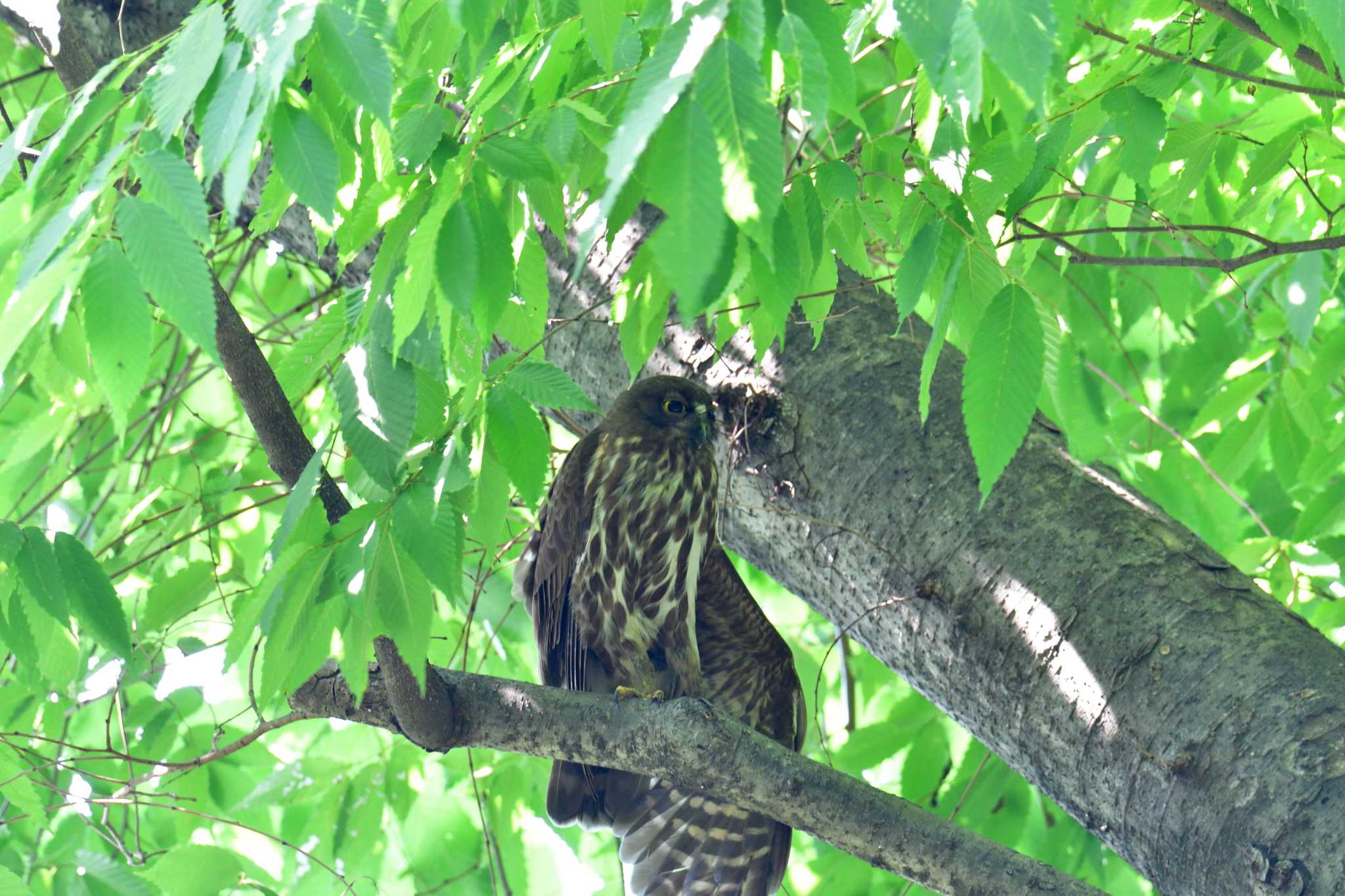 横川下原公園 アオバズクの写真 by やなさん