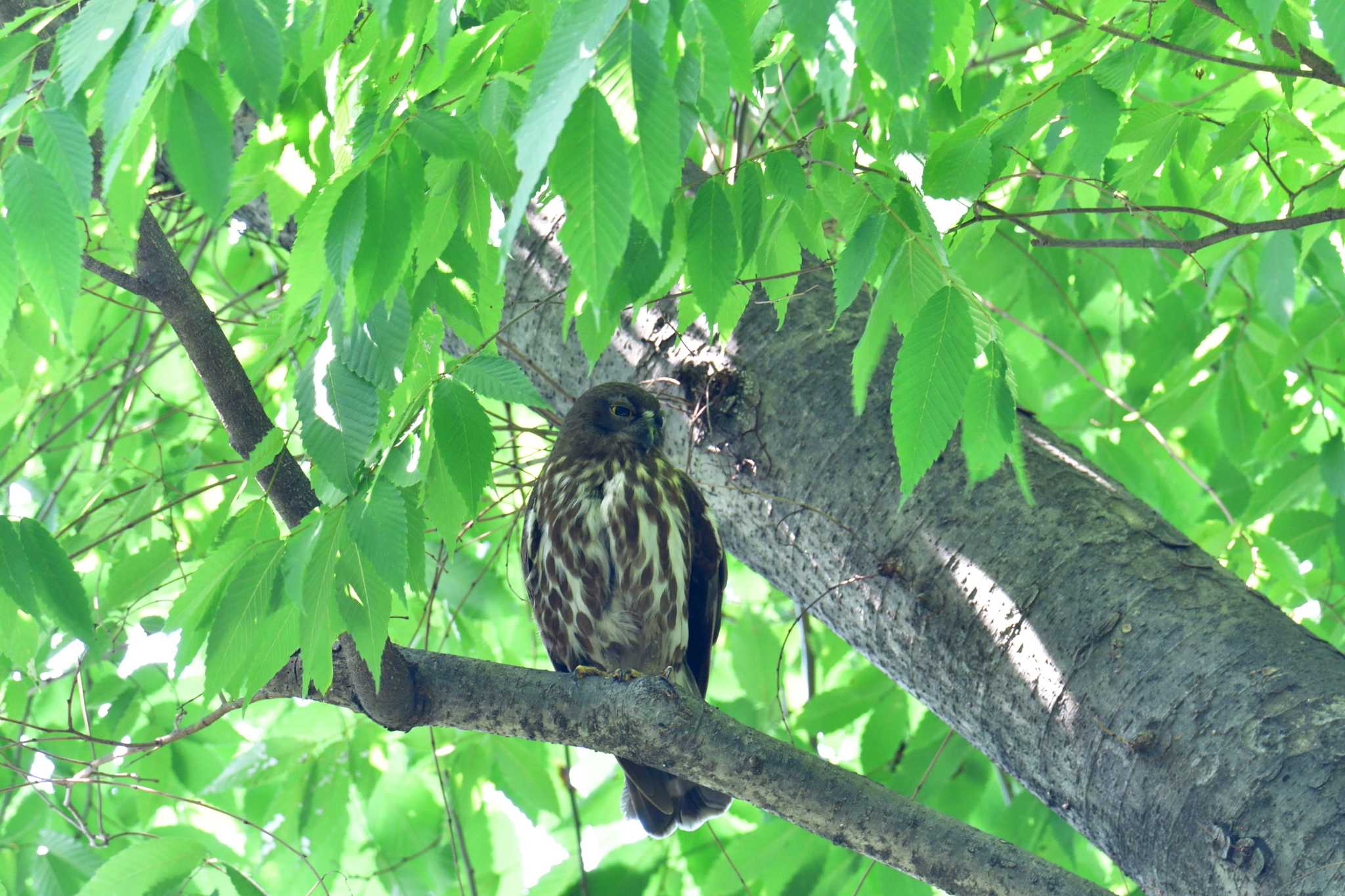 横川下原公園 アオバズクの写真 by やなさん