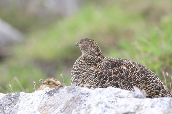 Rock Ptarmigan Unknown Spots Wed, 7/30/2008