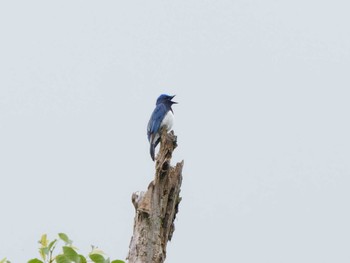 2022年6月30日(木) 高鉢駐車場の野鳥観察記録