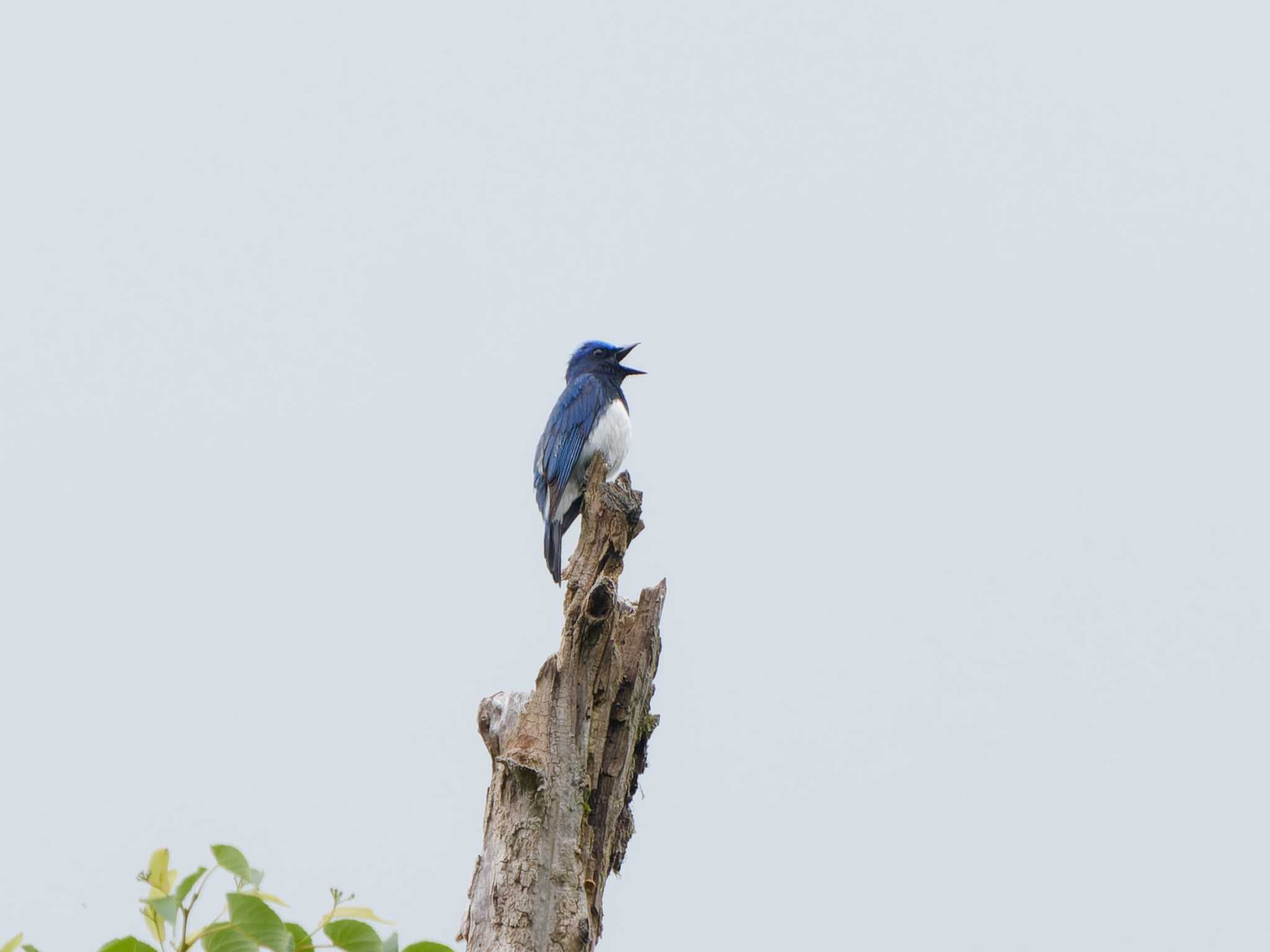 Blue-and-white Flycatcher