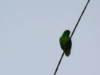 Moluccan Hanging Parrot スラウェシ島 Unknown Date