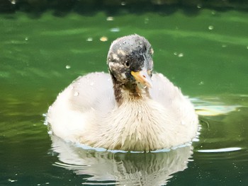 2022年5月21日(土) 薬師池公園の野鳥観察記録