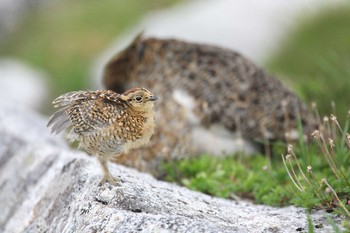 Rock Ptarmigan Unknown Spots Wed, 7/30/2008