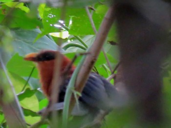 Yellow-billed Malkoha