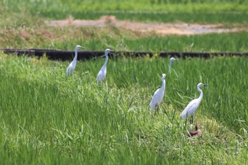 シラサギ 秋ヶ瀬公園付近 2022年7月1日(金)