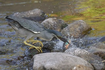 Striated Heron 埼玉県霞川 Fri, 7/1/2022