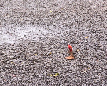 Red-crested Cardinal ハワイ Mon, 7/25/2011