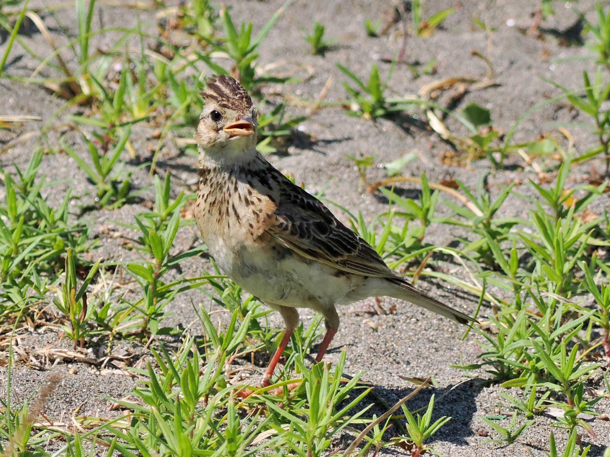 葛西臨海公園 ヒバリの写真