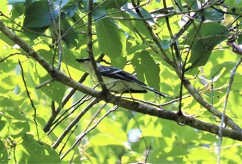 Fri, 7/1/2022 Birding report at 海上の森
