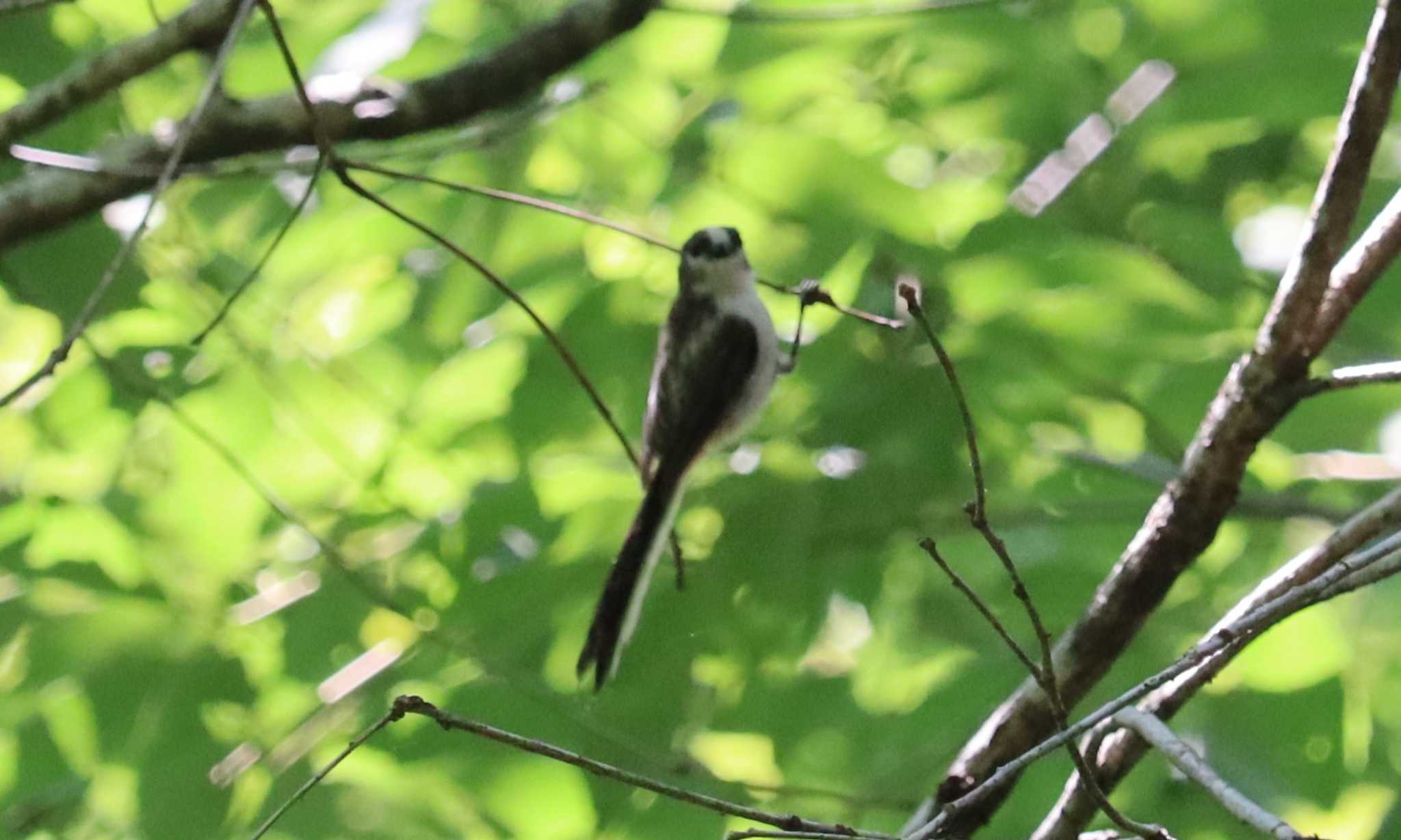 Long-tailed Tit