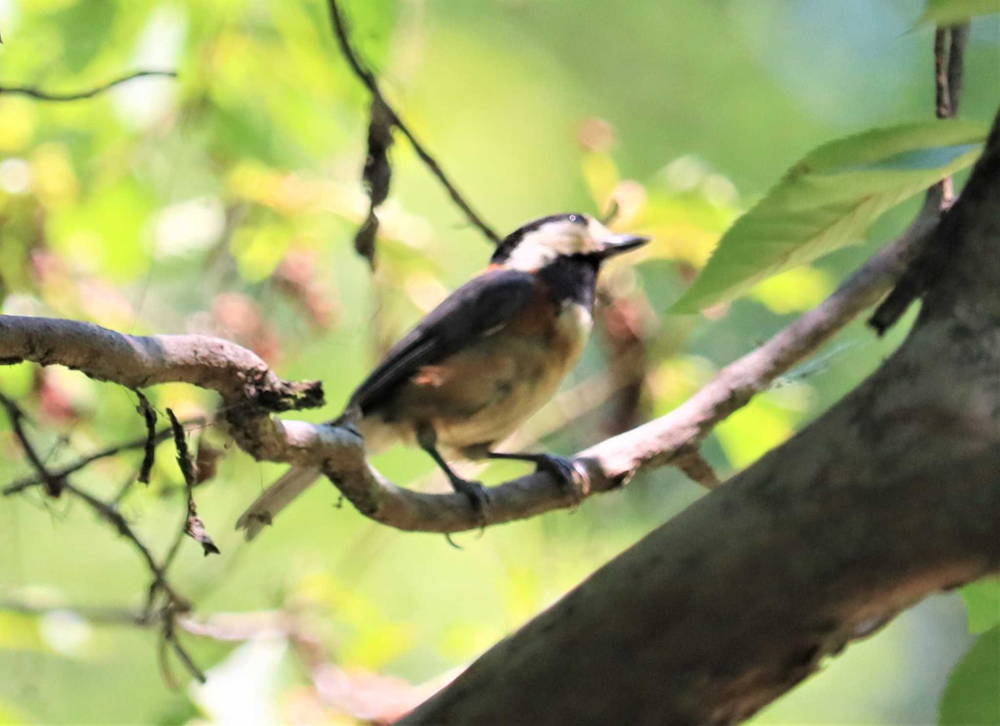 Varied Tit