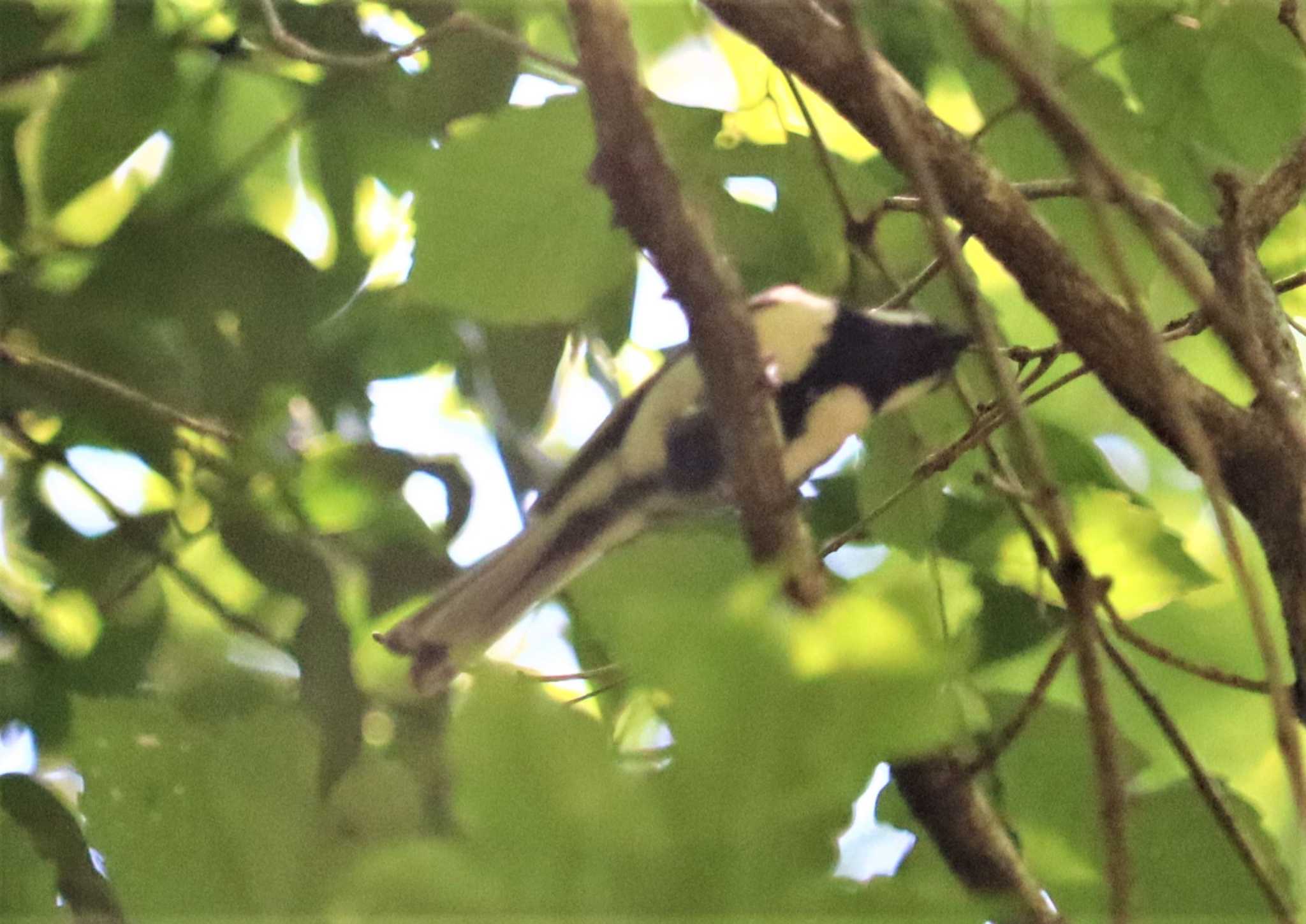 Japanese Tit