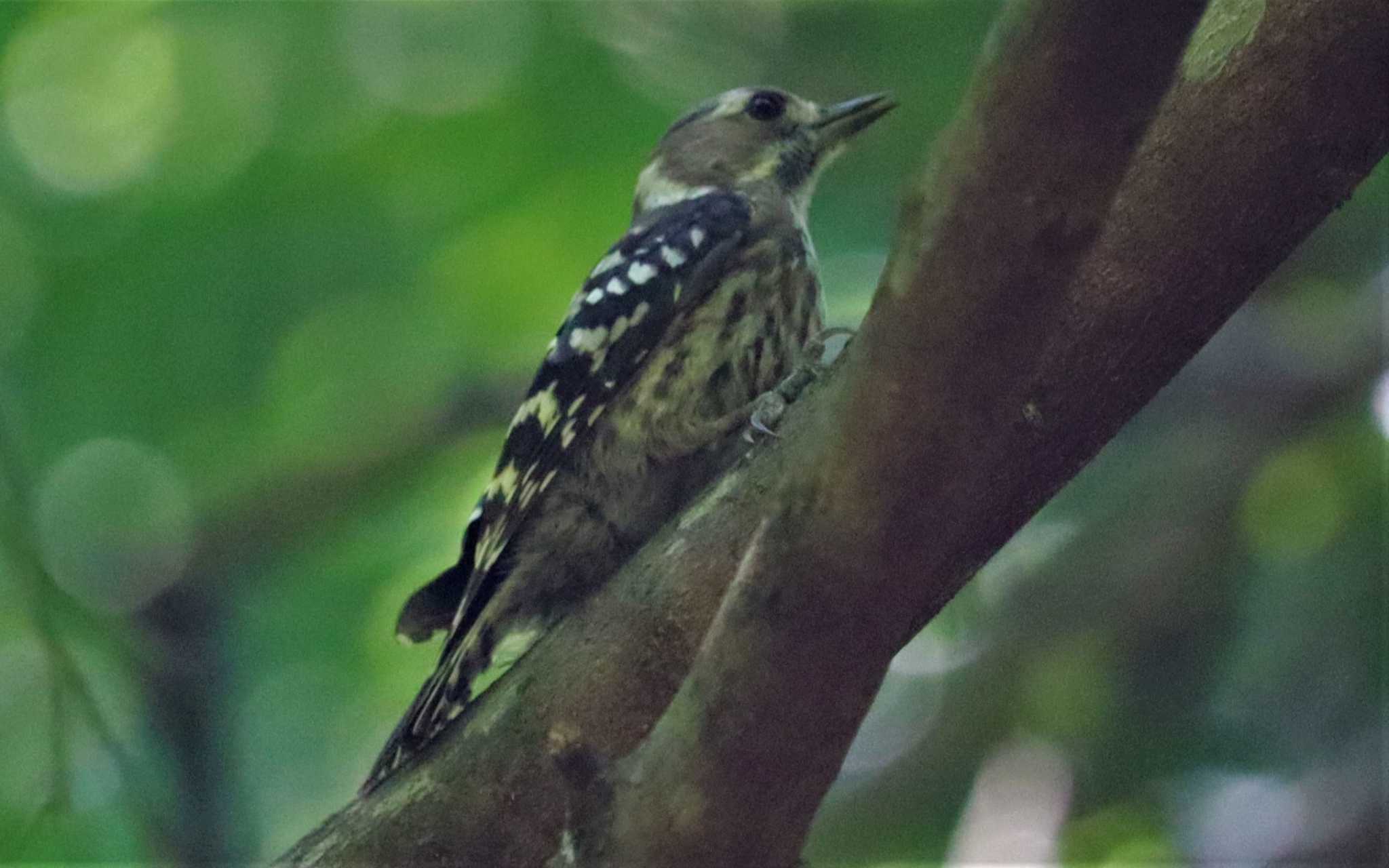 Japanese Pygmy Woodpecker