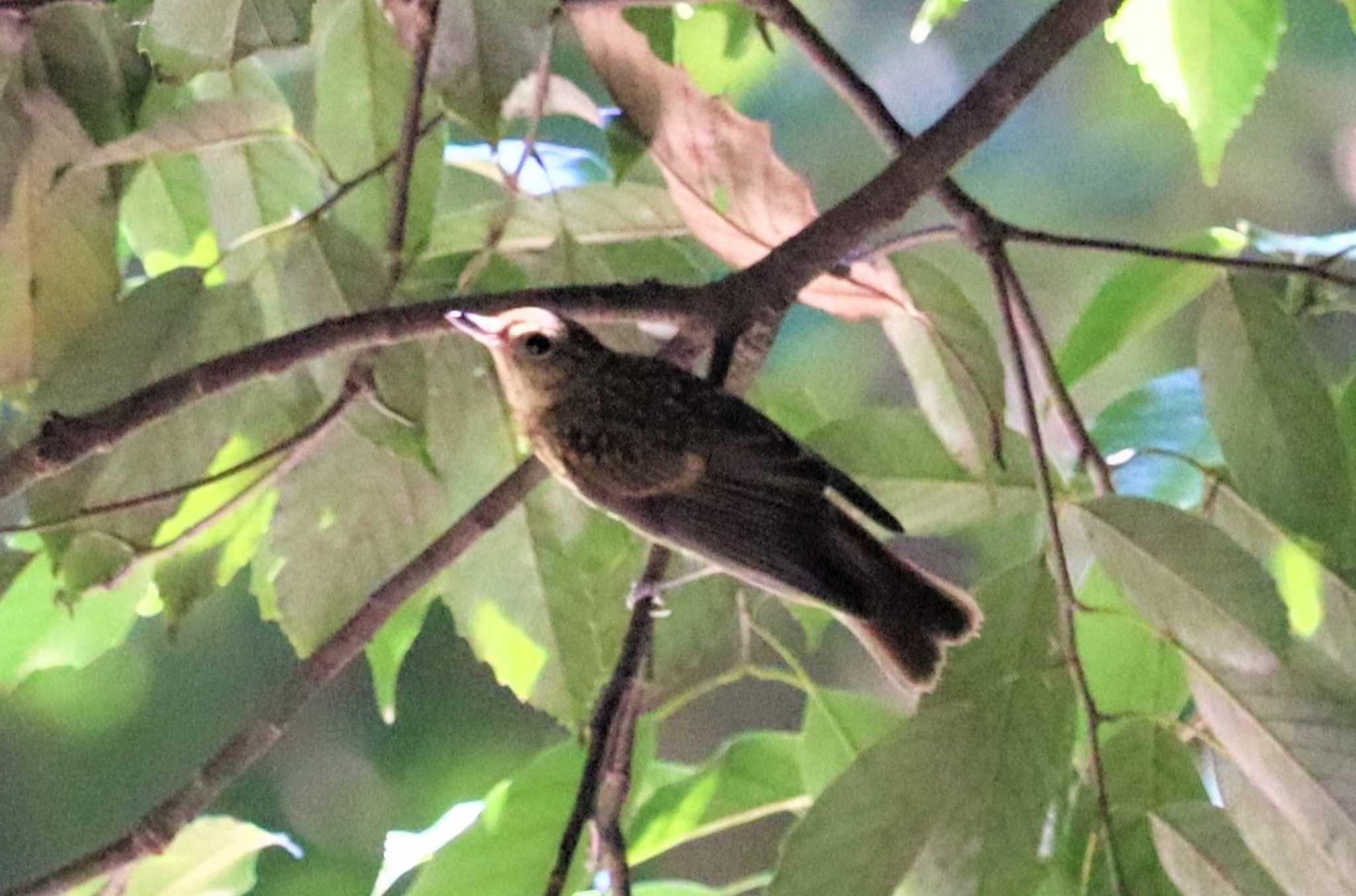 Narcissus Flycatcher