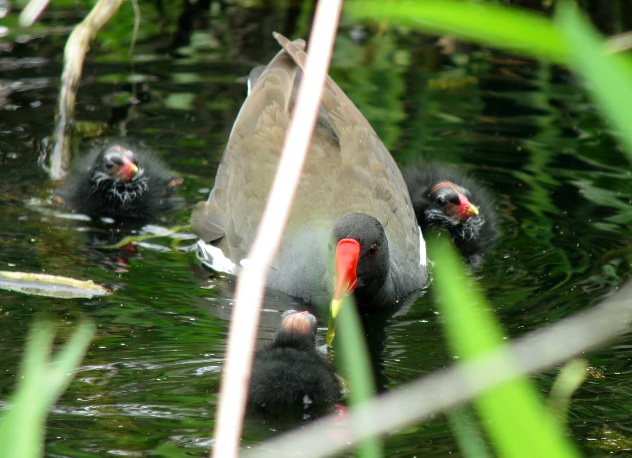 Photo of Common Moorhen at  by みっちー