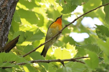 キビタキ 鶴見緑地公園 2022年5月3日(火)