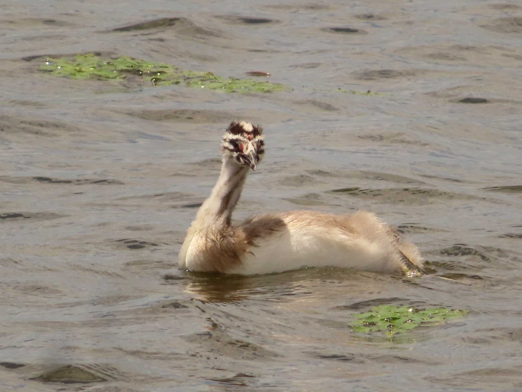 Photo of Great Crested Grebe at 大沼(宮城県仙台市) by ゆ