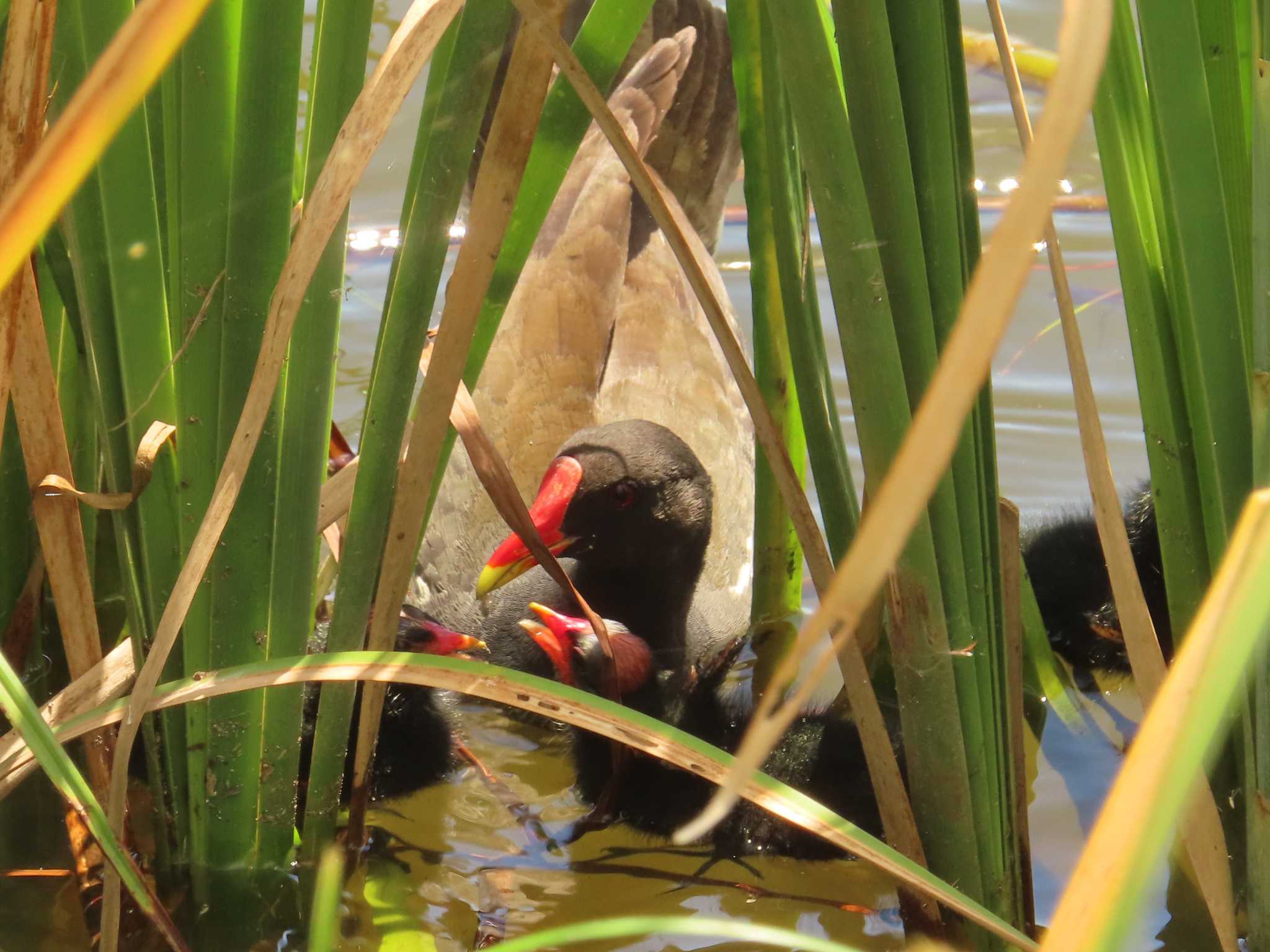 Common Moorhen