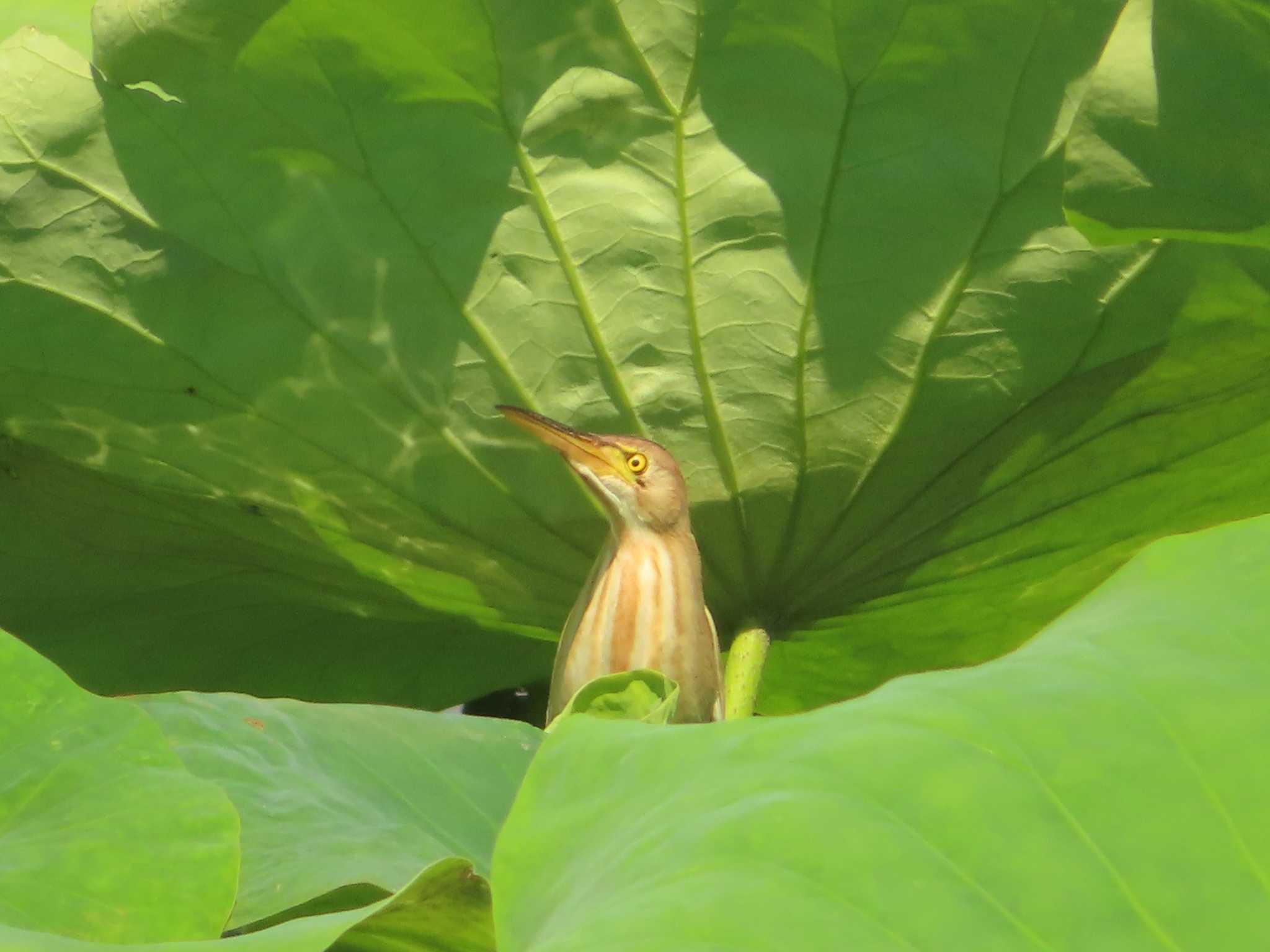 Photo of Yellow Bittern at 大沼(宮城県仙台市) by ゆ