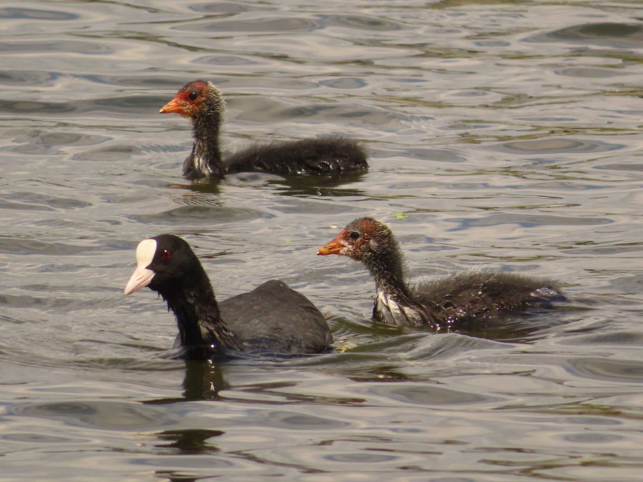 Eurasian Coot