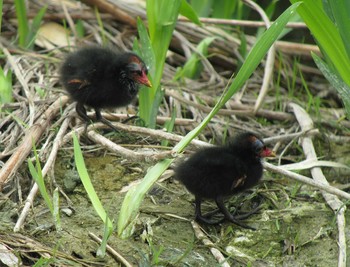 Common Moorhen Unknown Spots Sun, 4/10/2016