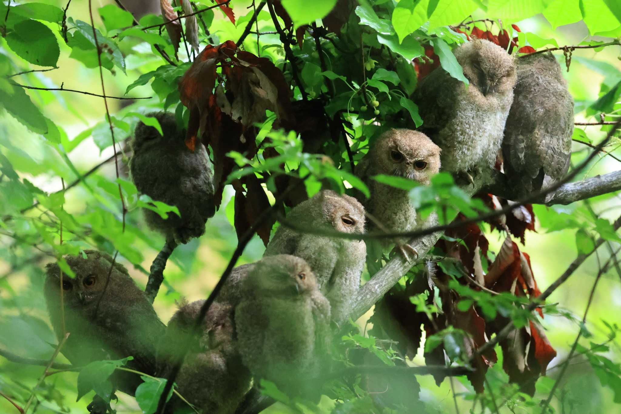 オオコノハズクのなる木