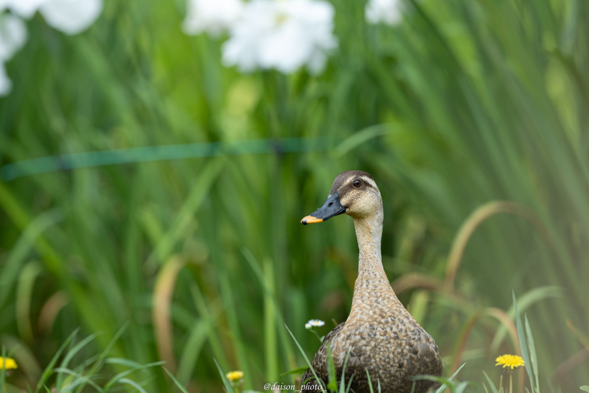 薬師池公園 カルガモの写真