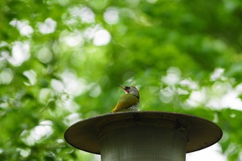 アオゲラ 世田谷区の公園 撮影日未設定