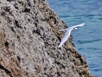 Black-naped Tern Miyako Island Wed, 6/29/2022