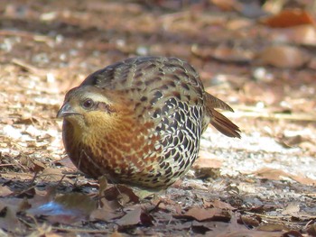 Mountain Bamboo Partridge