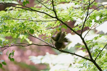 Japanese Scops Owl Unknown Spots Thu, 6/23/2022